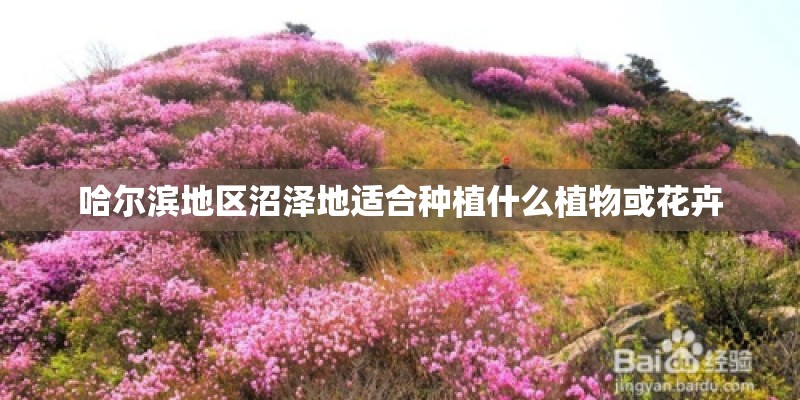 哈尔滨地区沼泽地适合种植什么植物或花卉 哈尔滨地区沼泽地适合种植什么植物或花卉