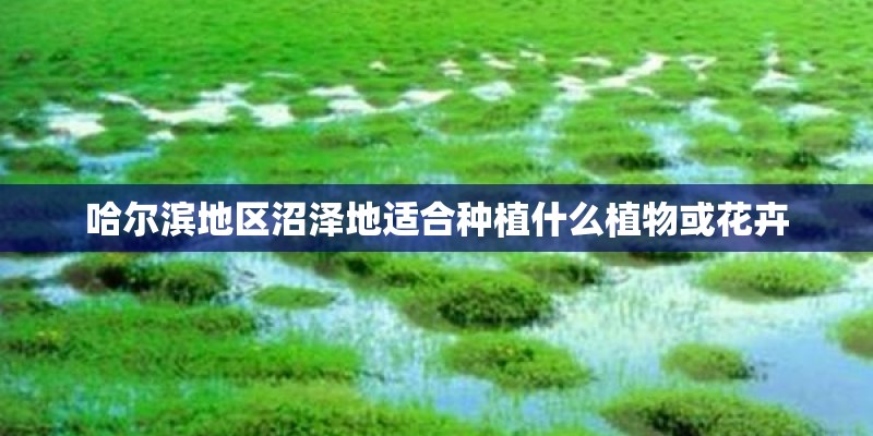 哈尔滨地区沼泽地适合种植什么植物或花卉 哈尔滨地区沼泽地适合种植什么植物或花卉