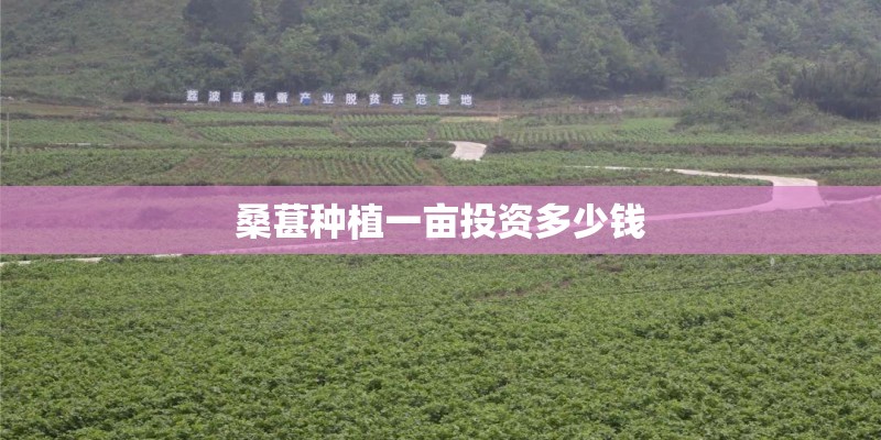 桑葚种植一亩投资多少钱