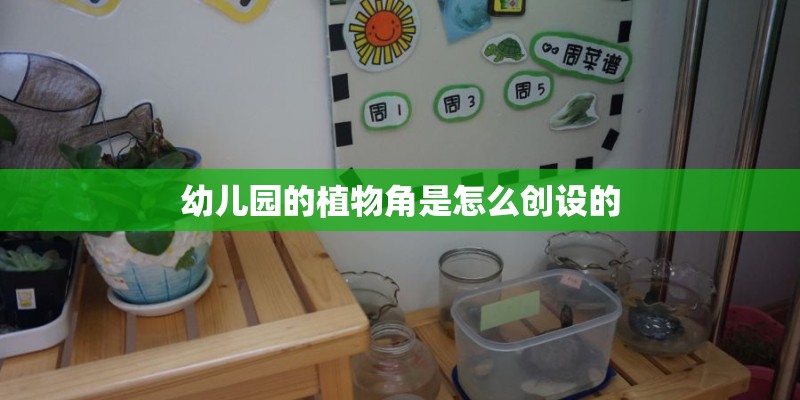 幼儿园的植物角是怎么创设的