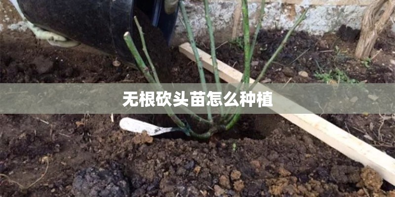 无根砍头苗怎么种植