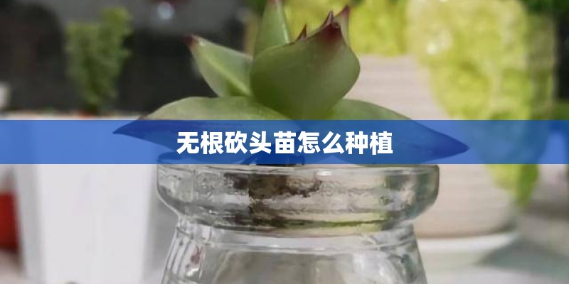 无根砍头苗怎么种植 无根砍头苗怎么种植