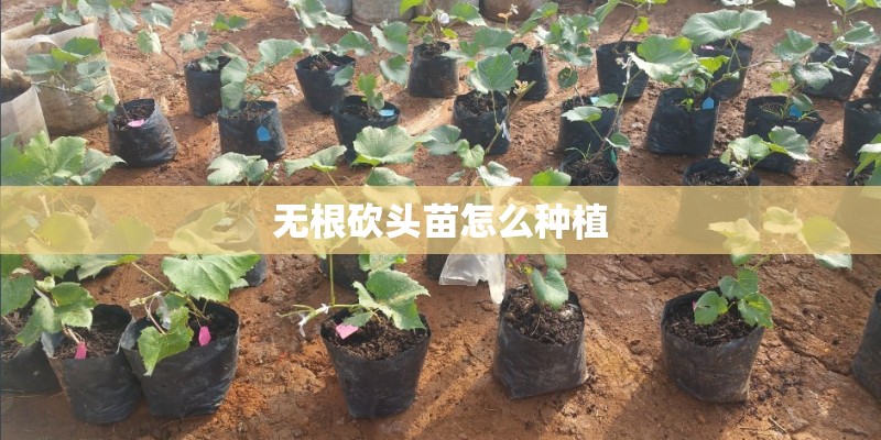 无根砍头苗怎么种植 无根砍头苗怎么种植