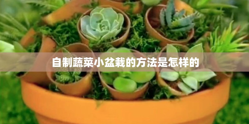 自制蔬菜小盆栽的方法是怎样的