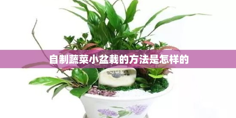 自制蔬菜小盆栽的方法是怎样的 自制蔬菜小盆栽的方法是怎样的