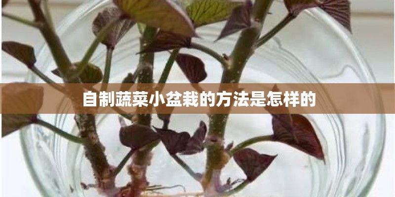 自制蔬菜小盆栽的方法是怎样的 自制蔬菜小盆栽的方法是怎样的