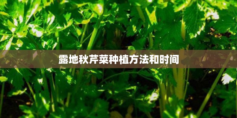 露地秋芹菜种植方法和时间