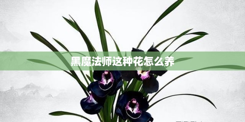 黑魔法师这种花怎么养
