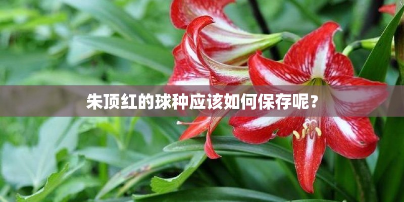 朱顶红的球种应该如何保存呢？