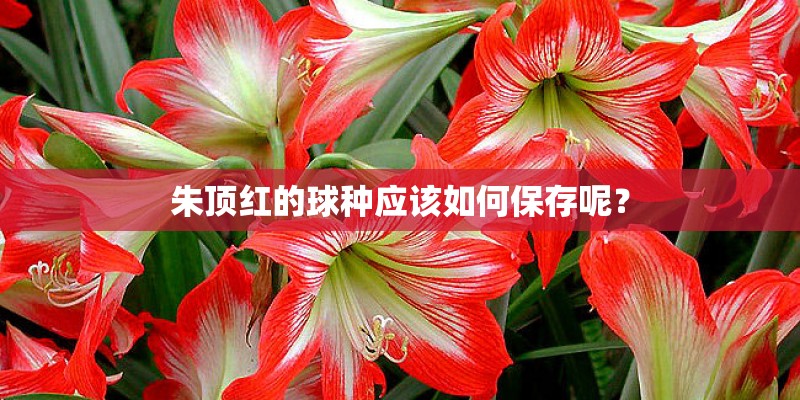 朱顶红的球种应该如何保存呢？