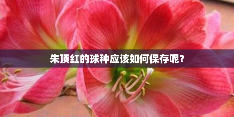 朱顶红的球种应该如何保存呢？