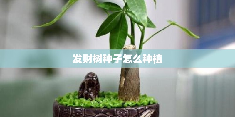 发财树种子怎么种植 发财树种子怎么种植