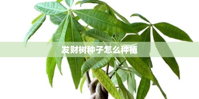 发财树种子怎么种植 发财树种子怎么种植