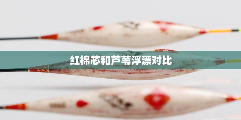 红棉芯和芦苇浮漂对比