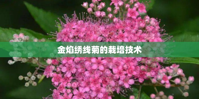 金焰绣线菊的栽培技术