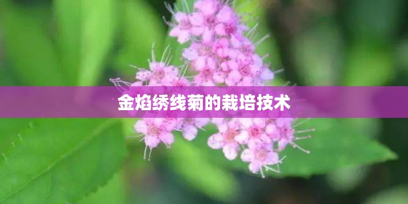 金焰绣线菊的栽培技术
