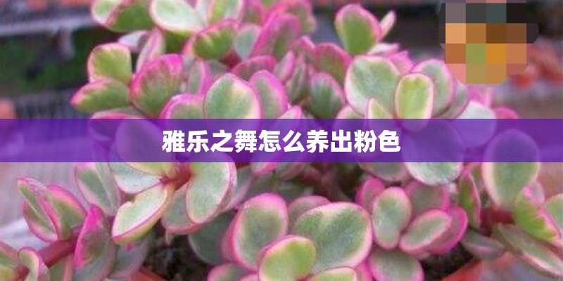 雅乐之舞怎么养出粉色