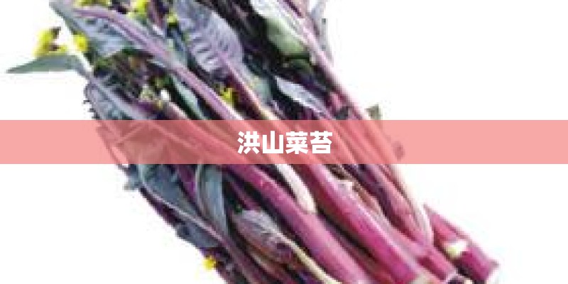 洪山菜苔