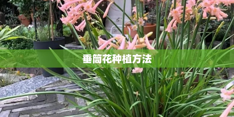 垂筒花种植方法