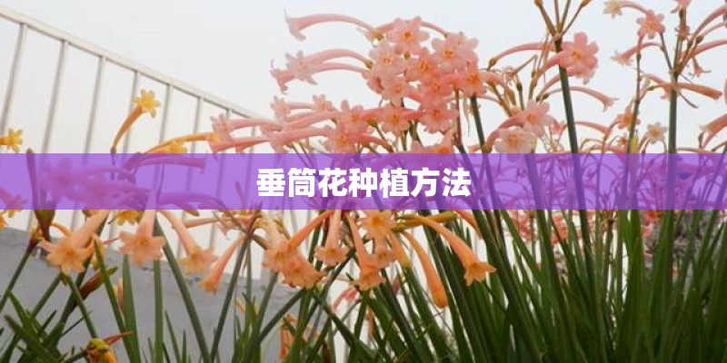 垂筒花种植方法