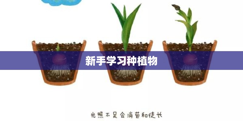 新手学习种植物