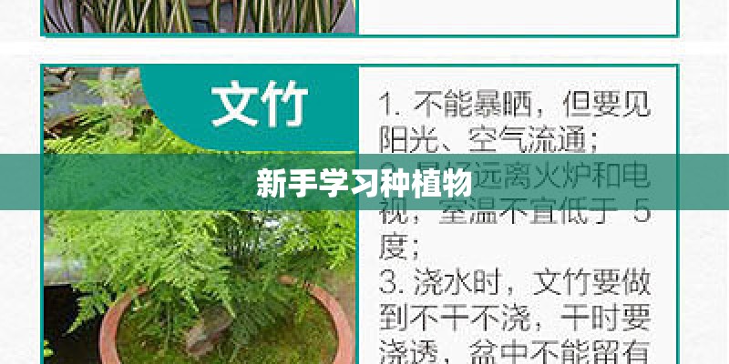 新手学习种植物
