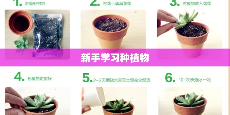 新手学习种植物