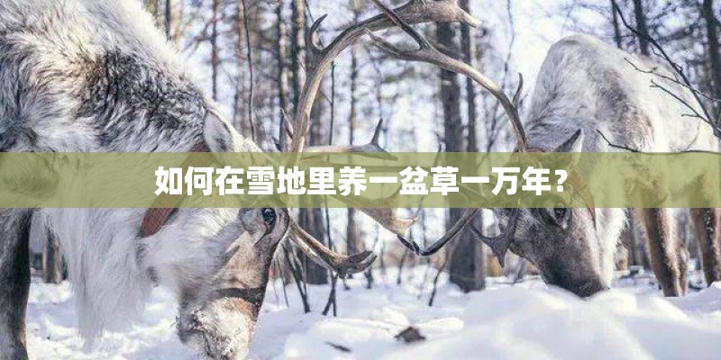 如何在雪地里养一盆草一万年? 如何在雪地里养一盆草一万年?