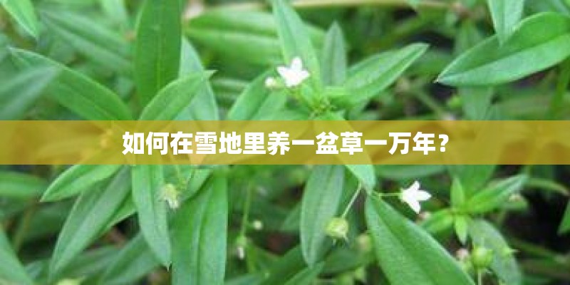 如何在雪地里养一盆草一万年? 如何在雪地里养一盆草一万年?
