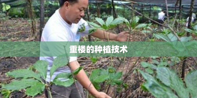 重楼的种植技术