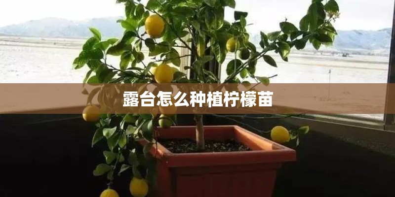 露台怎么种植柠檬苗