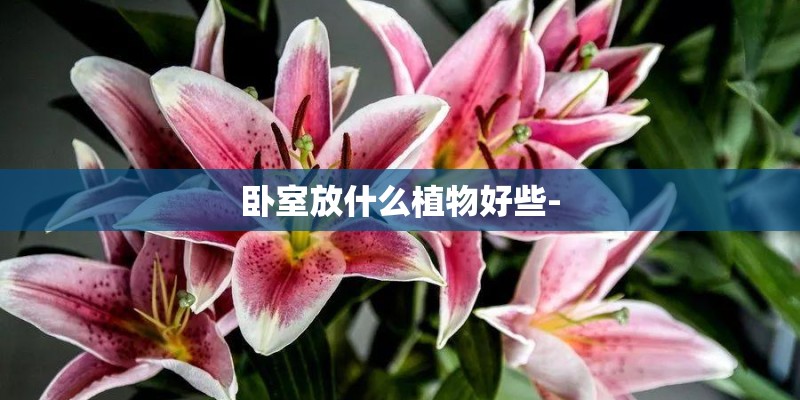 卧室放什么植物好些-