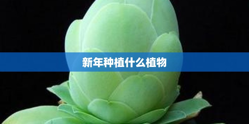 新年种植什么植物 新年种植什么植物