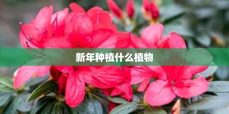 新年种植什么植物