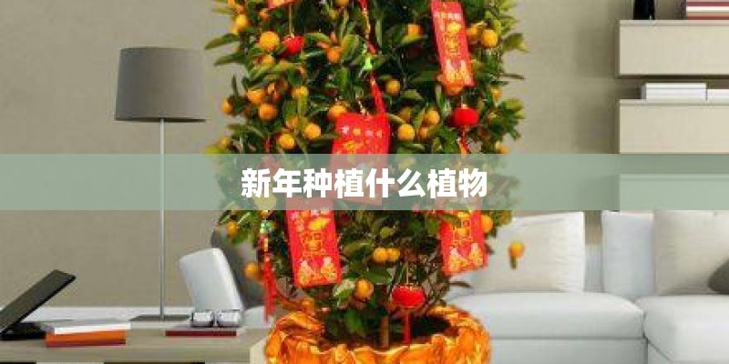 新年种植什么植物 新年种植什么植物