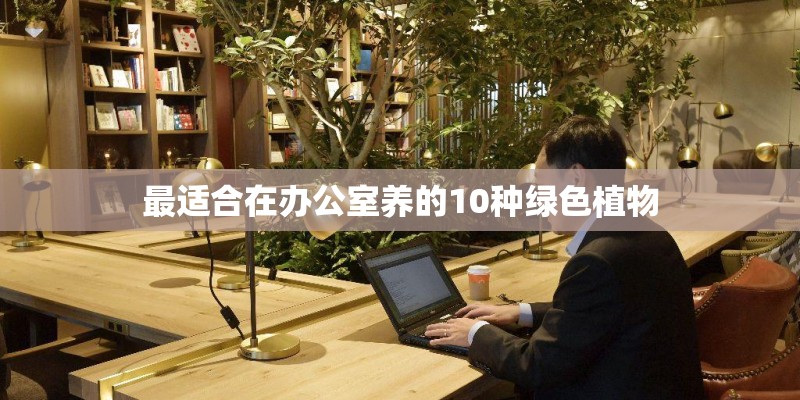 最适合在办公室养的10种绿色植物 最适合在办公室养的10种绿色植物