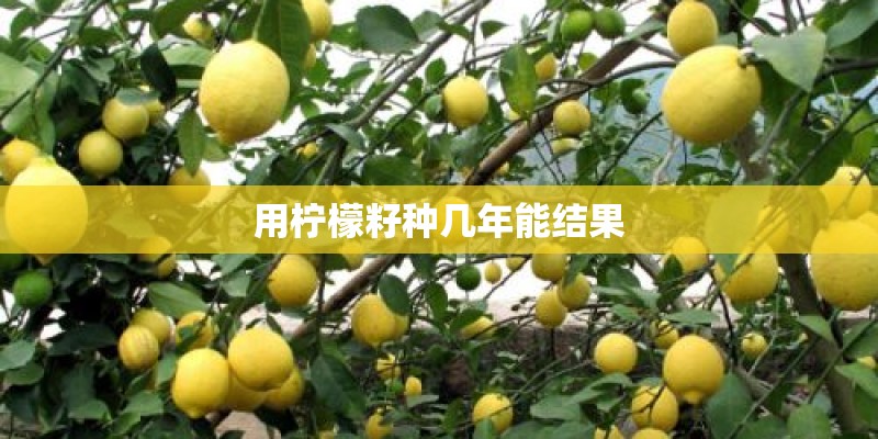 用柠檬籽种几年能结果