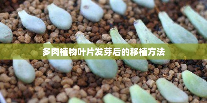 多肉植物叶片发芽后的移植方法
