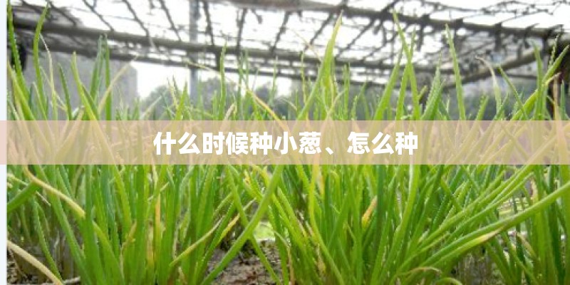 什么时候种小葱、怎么种