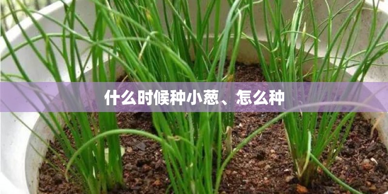 什么时候种小葱、怎么种
