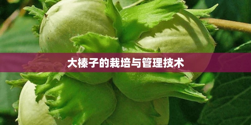 politic 和 political的区别