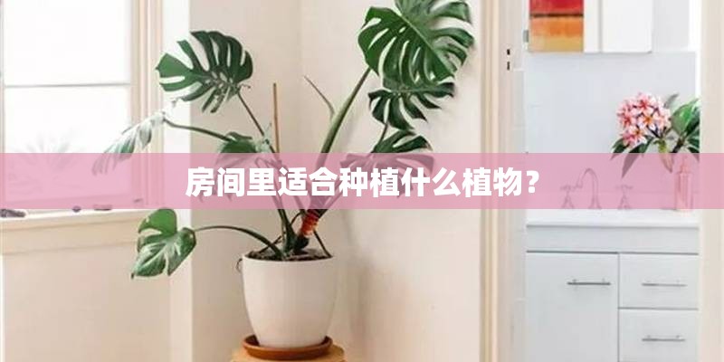 房间里适合种植什么植物? 房间里适合种植什么植物?