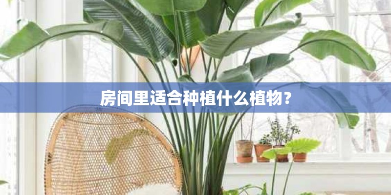 房间里适合种植什么植物？