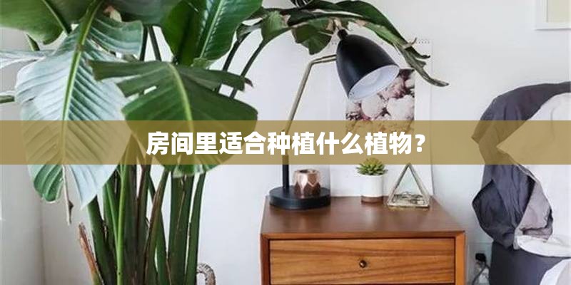 房间里适合种植什么植物? 房间里适合种植什么植物?