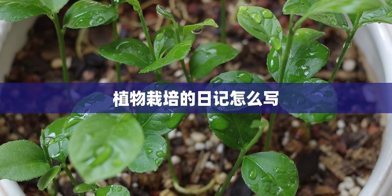 植物栽培的日记怎么写
