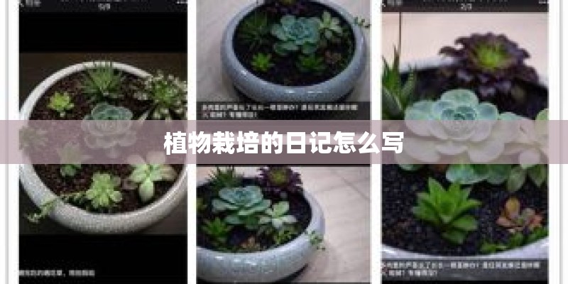 植物栽培的日记怎么写 植物栽培的日记怎么写