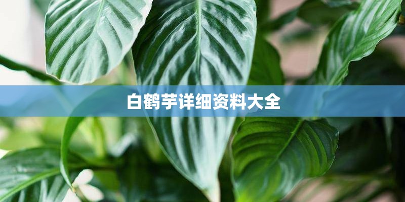 白鹤芋详细资料大全 白鹤芋详细资料大全