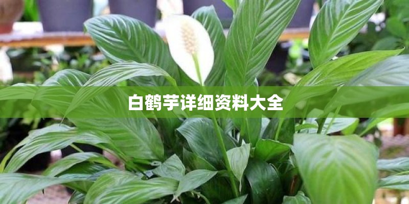 白鹤芋详细资料大全 白鹤芋详细资料大全