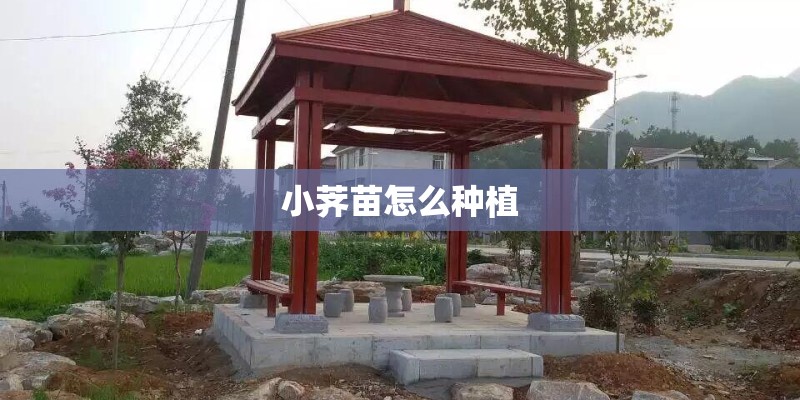 小荠苗怎么种植 小荠苗怎么种植