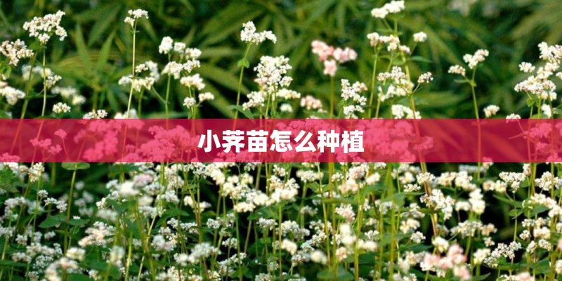 小荠苗怎么种植 小荠苗怎么种植